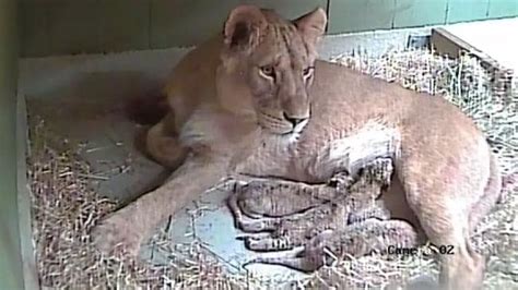 Werribee Open Range Zoo Lioness Nilo Gives Birth To Three Cubs