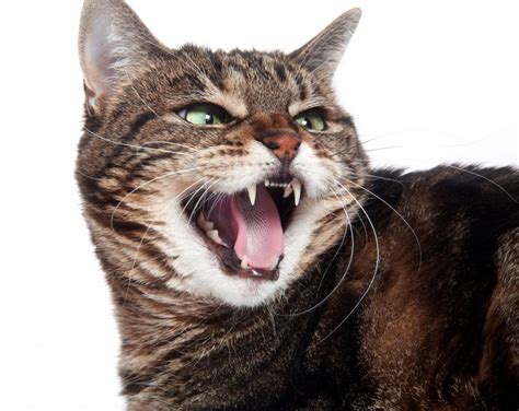 The Nine Early Symptoms Of Rabies In Cats