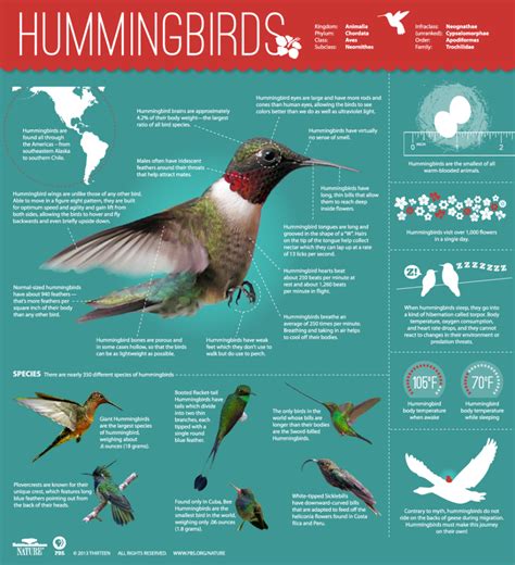 Wildlife Facts Hummingbirds