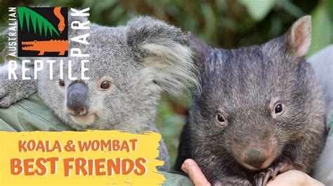 Koala And Wombat Become Best Of Friends While In Isolation At