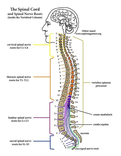Spinal Nerve Spinal Cord Vertebral Column Nerve Root Anatomy Png Free