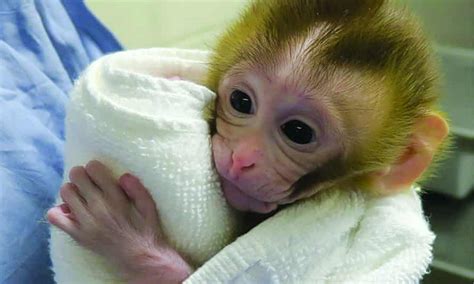 Birth Of Monkey Could Help Ensure Boys With Cancer Can Have Families