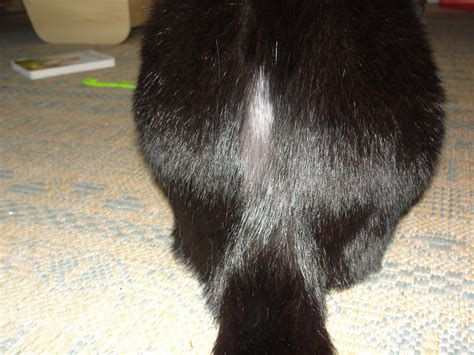 Cat Losing Hair On Back Of Rear Legs Cat Meme Stock Pictures And Photos