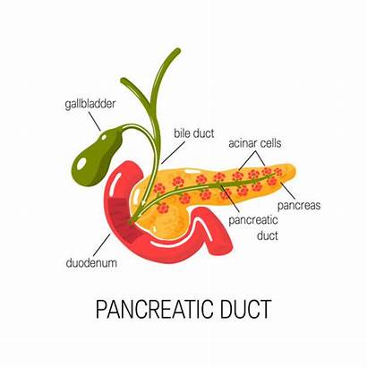 Exocrine Gland Vector Clip Illustrations Pancreas Similar