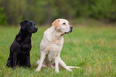 Dos Labradors Retriver En Un Prado De La Primavera Imagen De Archivo