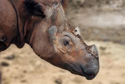 Last Stand For The Sumatran Rhino Rainforest Trust