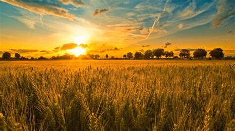 Wheat Field Sunlight Wallpaper 1600x900 32463