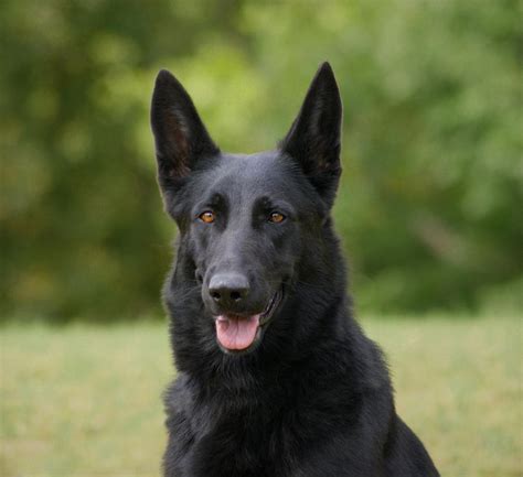 Black German Shepherd Storm Photograph By Sandy Keeton