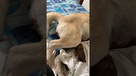 Insane Dog Giving Birth Live Youtube