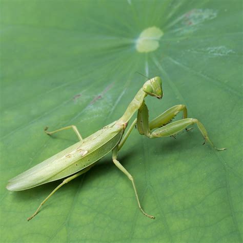 Praying Mantis History And Some Interesting Facts