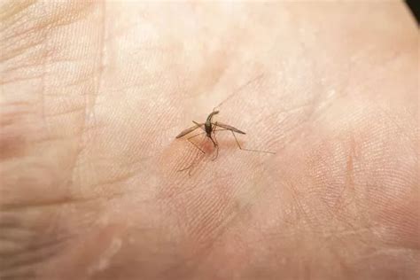 Deadly Mosquitoes Heading For Britain And Plans To Battle Tropical