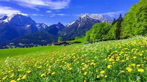 Mountain Meadow Landscape With Beautiful Mountain Flowers