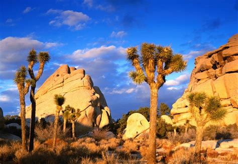 Welcome To Joshua Tree National Park