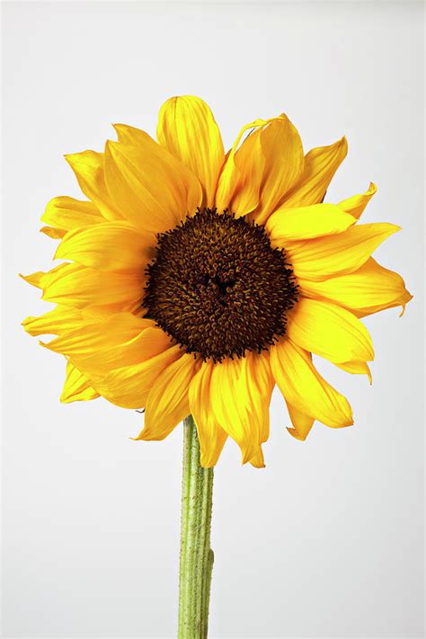 Sunflower Photograph By Garry Gay Fine Art America