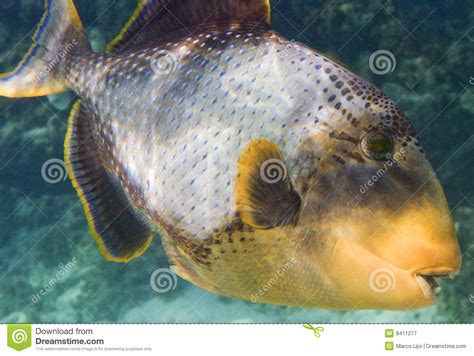 Yellowmargin Triggerfish Macro Stock Image Image Of Balestra
