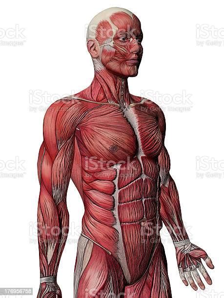 Muscles Anatomy Side View Stock Photo Download Image Now Istock