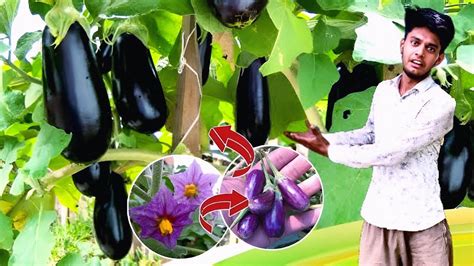 Brinjal Farming । Eggplant In My Farm । बैंगन कैसे तैयार होता है Full