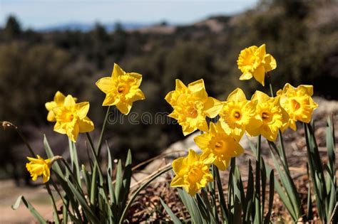 Easter Daffodils Stock Image Image Of Macro Seasonal 582845