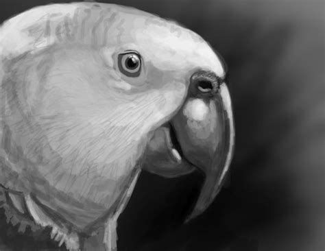 Parrot Sketch By James Schmitt On Deviantart