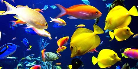 The Health Benefits Of Having A Fish Aquarium Pethelpful