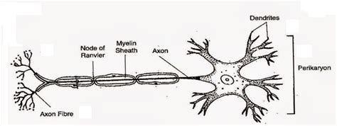 Draw A Labelled Diagram Of A Neuron Vrogue Co