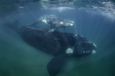 North Atlantic Right Whale Facts Habitat Diet Conservation And More