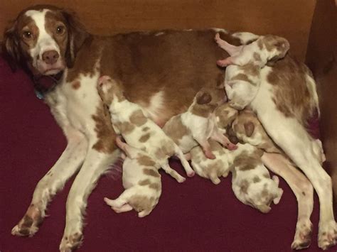 Spaniel puppies baby puppies cute puppies dogs and puppies doggies border collie puppies collie dog west highland terrier cute dogs breeds. J & Z Brittanys - Brittany Puppies For Sale