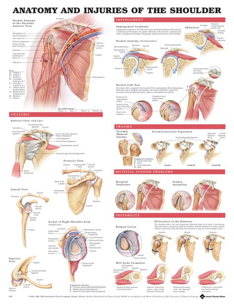 Anatomy And Injuries Of The Shoulder Chart X Pnf Stretching