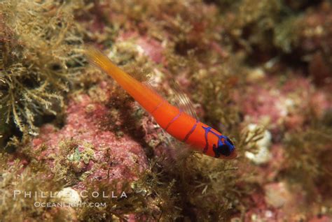 Bluebanded Goby Catalina Lythrypnus Dalli Photo Catalina Island