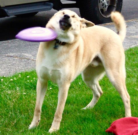Dog Frisbee Fail