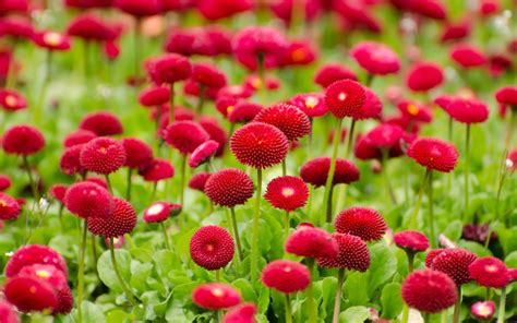 Find flowers pictures and flowers photos on desktop nexus. Summer Red Flowers Wallpapers | HD Wallpapers | ID #16753