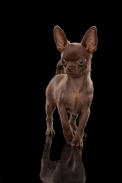 Beautiful Chocolate Chihuahua Cute Puppies Chihuahua Dogs Pets