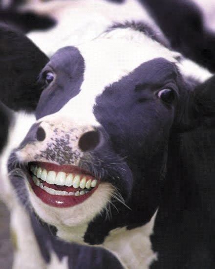 Creepy Happy Cows Funny Cow Pictures Cows Funny Cow Pictures