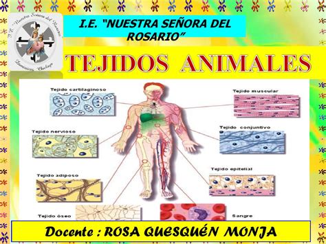 Tejidos Animales Excelente 1 By Rosa Quesquen Issuu