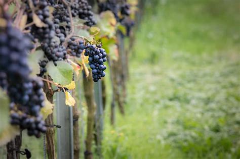 Wine Grapes Pinot Noir Vine Vines Autumn Vine Leaves Fall