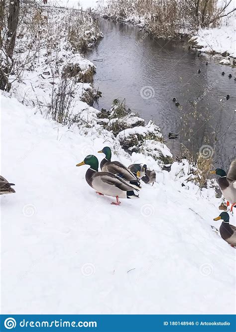 Winter Ducks In Snow On The River Stock Photo Image Of Mallard Park