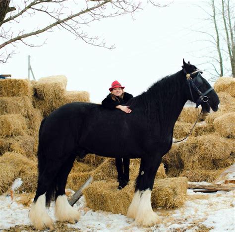 Just Hanging Out On My Shire Horse Big Horses Largest Horse Breed