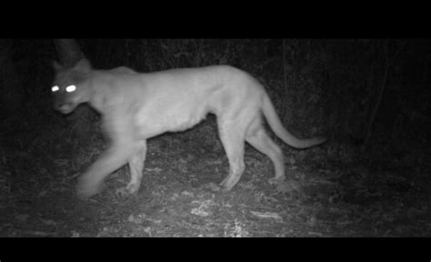 Help With This Cat Kentucky Hunting