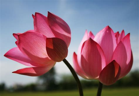 1024x768 beautiful flower nature scenery wallpapers daisy and rose background. Images of Flowers with Pink Lotus Flower for Beautiful ...