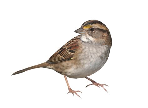 House Sparrow Png File Png Mart