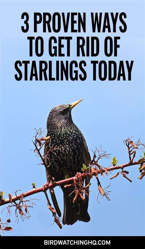 4 Proven Ways To Get Rid Of Starlings Today 2023 Bird Feeding
