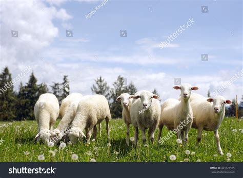 Sheeps Nature Green Meadow Stock Photo Edit Now 421520935