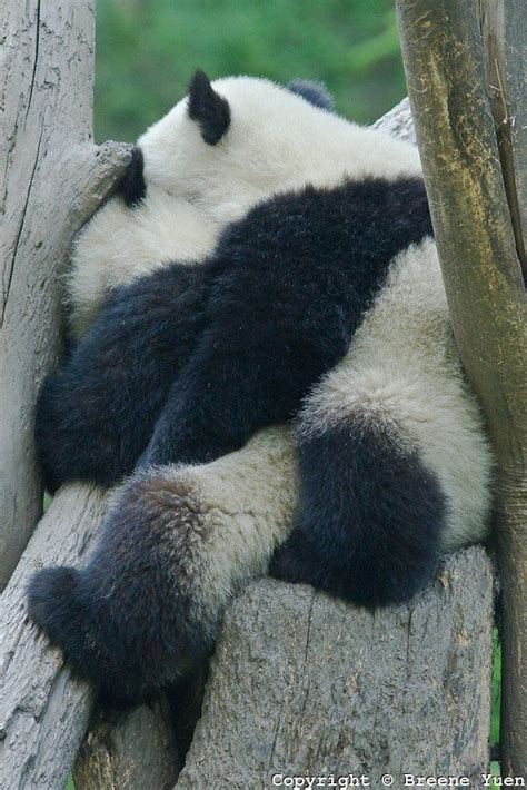 471 Best Mostly Pandas Images On Pinterest Baby Pandas Giant Pandas