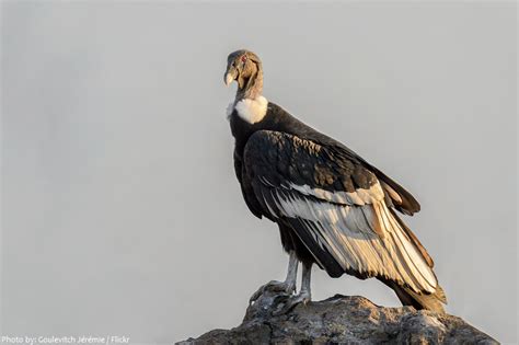 Interesting Facts About Andean Condors Just Fun Facts