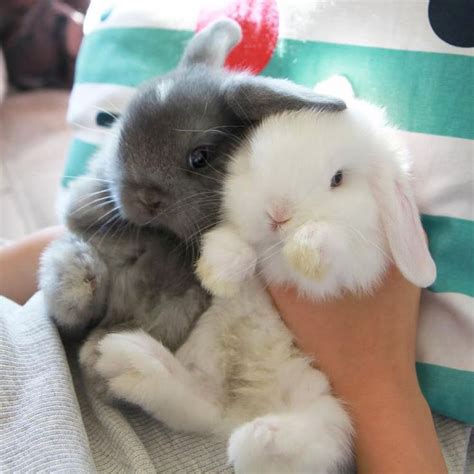 50 Best My Favorite Animal Images On Pinterest Bunny Rabbits Fluffy