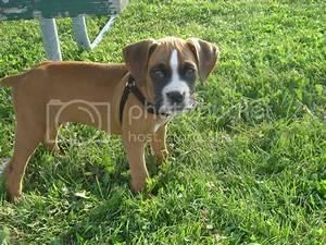 Length Of Dock Page 3 Boxer Forum Boxer Breed Dog Forums