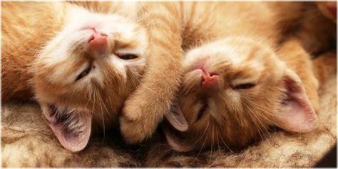 50 Unbelievable Facts About Kittens You Must Know In 2024