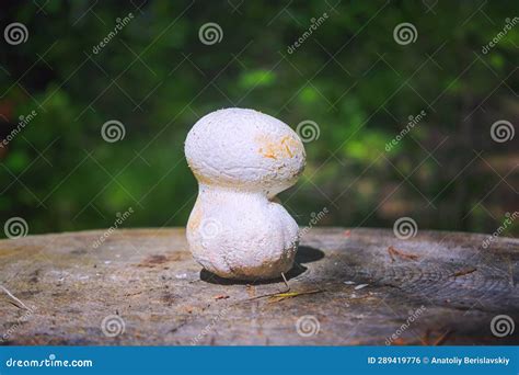Puffball Fungus Lycoperdon Perlatum Spores Reproduction Smoke Mushroom