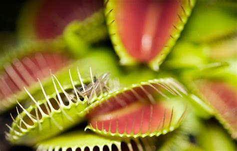 Venus flytrap is an enemy in omori. Venus Fly Trap: How to Care & Grow a Venus Fly Trap ...
