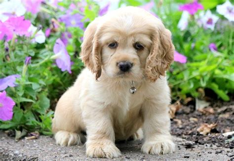 Browse thru our id verified puppy for sale listings to find your perfect puppy in your area. Tommy | Cocker Spaniel Puppy For Sale | Keystone Puppies